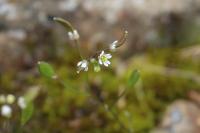 Draba verna
