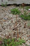 Equisetum arvense