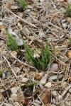 Equisetum arvense