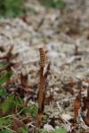 Equisetum arvense