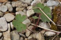 Geranium rotundifolium