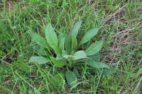 Inula conyzae