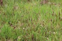 Anthoxanthum odoratum