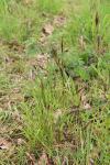 Anthoxanthum odoratum