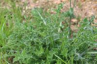 Sonchus asper