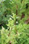 Anthriscus caucalis