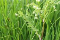 Anthriscus caucalis