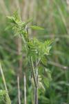 Chaerophyllum temulum