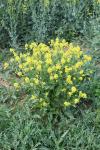 Sinapis arvensis