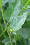 Sinapis arvensis