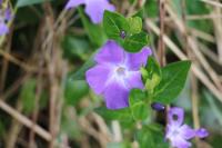 Vinca major