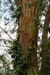 Salix fragilis