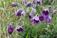 Pulsatilla vulgaris