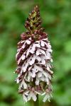Orchis purpurea