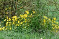 Doronicum plantagineum