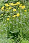 Doronicum plantagineum