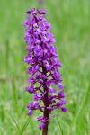 Orchis mascula