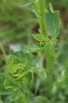 Barbarea vulgaris
