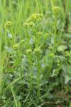 Barbarea vulgaris
