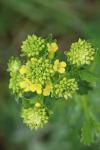 Barbarea vulgaris