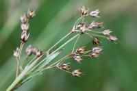 Luzula forsteri