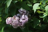 Syringa vulgaris
