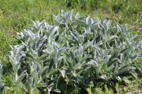 Stachys byzantina