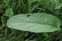 Scrophularia auriculata