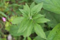 Eupatorium cannabinum