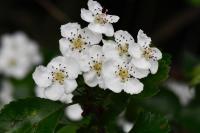 Crataegus laevigata