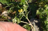 Potentilla neglecta