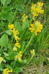 Primula veris