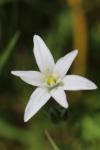 Ornithogalum umbellatum