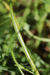 Ornithogalum umbellatum