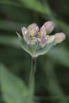 Silene vulgaris
