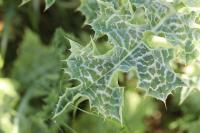 Silybum marianum