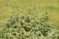 Silybum marianum