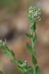 Lepidium campestre