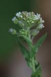 Lepidium campestre