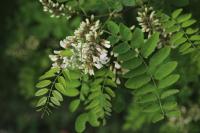 Robinia pseudoacacia