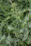 Silybum marianum