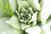 Verbascum thapsus