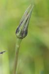 Tragopogon pratensis