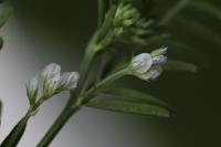 Ervilia hirsuta