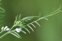 Ervilia hirsuta