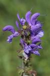 Salvia pratensis