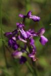 Anacamptis morio