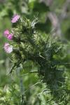 Carduus tenuiflorus