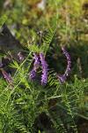 Vicia tenuifolia