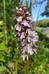 Orchis purpurea